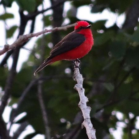 El Paraiso Posada Finca San Vicente Barichara Dış mekan fotoğraf