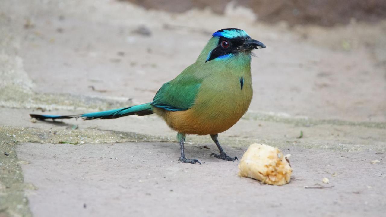 El Paraiso Posada Finca San Vicente Barichara Dış mekan fotoğraf